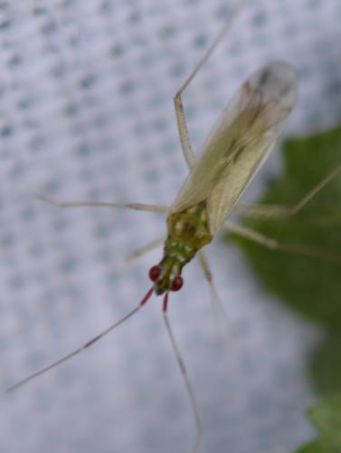 Réf. 267 580 : Dicyphus sp.